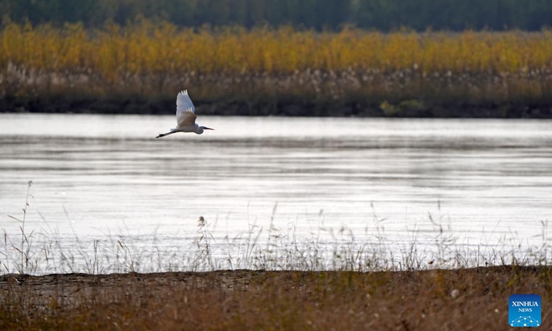 A migratory bird is pictured at a section of the Yellow River in northwest China's Ningxia Hui Autonomous Region, Nov. 16, 2024. (Xinhua/Wang Peng)