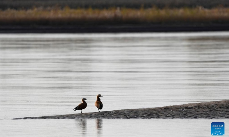 Migratory birds are pictured at a section of the Yellow River in northwest China's Ningxia Hui Autonomous Region, Nov. 16, 2024. (Xinhua/Wang Peng)