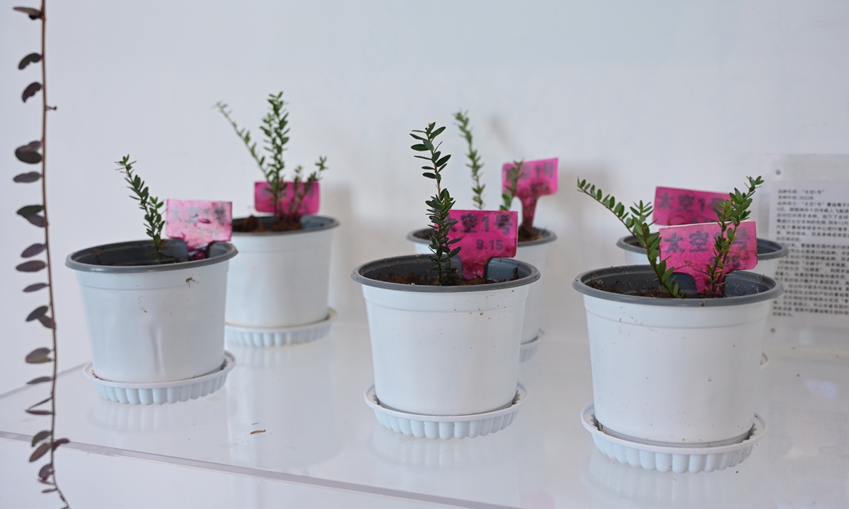 Cranberry seedlings grew by space bred seeds display at the Red Sea Farm on October 12, 2024. Photo: Tao Mingyang/GT