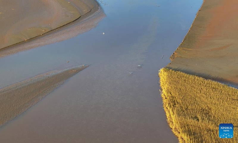 An aerial drone photo taken on Nov. 16, 2024 shows migratory birds at a section of the Yellow River in northwest China's Ningxia Hui Autonomous Region. (Xinhua/Wang Peng)