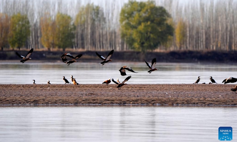 Migratory birds are pictured at a section of the Yellow River in northwest China's Ningxia Hui Autonomous Region, Nov. 16, 2024. (Xinhua/Wang Peng)