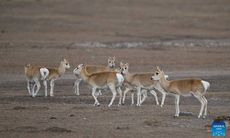 Przewalski's gazelles are seen on the grassland in Ha'ergai Township of Gangcha County of Haibei Tibetan Autonomous Prefecture, northwest China's Qinghai Province, Nov. 16, 2024. The area surrounding the Qinghai Lake is the only habitat of Przewalski's gazelles, a species under top-level protection in China. With strengthened conservation efforts, the number of Przewalski's gazelle in the Qinghai Lake basin rose from 257 in 2004 to over 3,400. (Xinhua/Zhang Long)