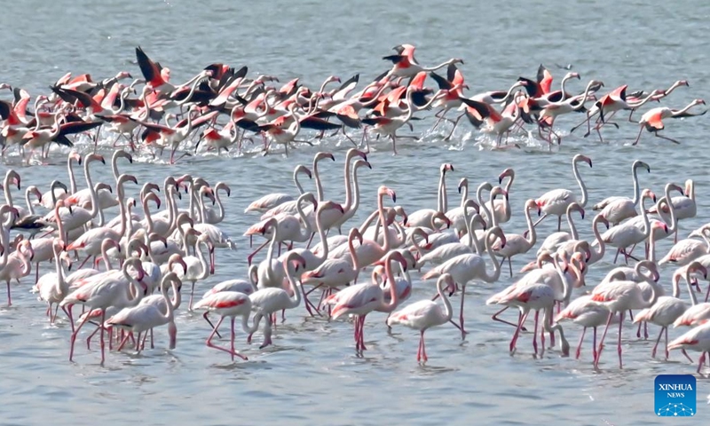 Flamingos are pictured in Kuwait City, Kuwait, Nov. 16, 2024. (Photo by Asad/Xinhua)