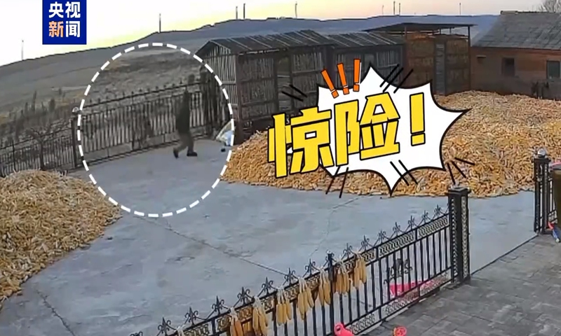 A video clip published by CCTV shows the tiger attempting to charge at the large iron gate of a villager’s house.