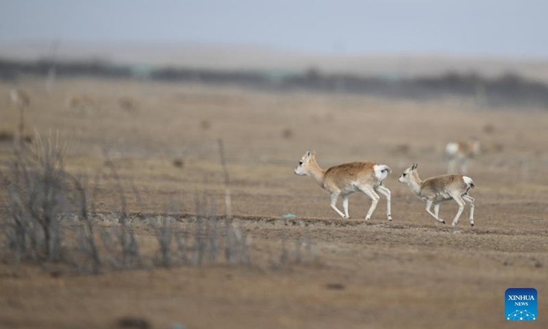 Przewalski's gazelles are seen on the grassland in Ha'ergai Township of Gangcha County of Haibei Tibetan Autonomous Prefecture, northwest China's Qinghai Province, Nov. 16, 2024. The area surrounding the Qinghai Lake is the only habitat of Przewalski's gazelles, a species under top-level protection in China. With strengthened conservation efforts, the number of Przewalski's gazelle in the Qinghai Lake basin rose from 257 in 2004 to over 3,400. (Xinhua/Zhou Shengsheng)