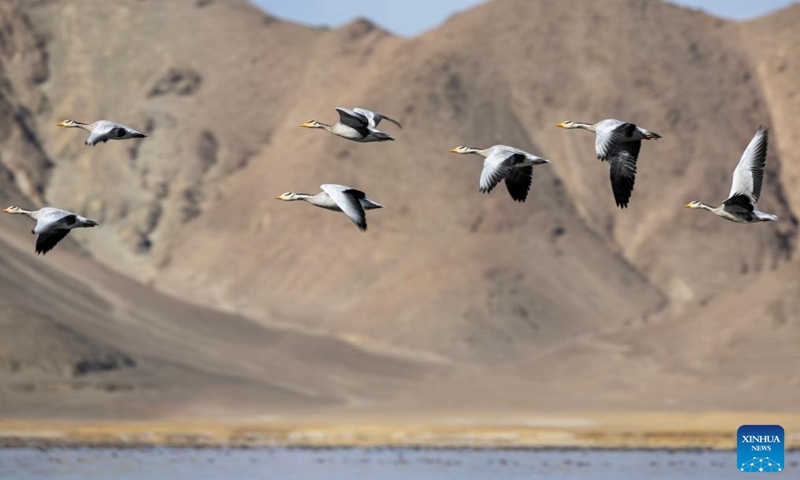 Bar-headed geese fly over the Banggong Co in Rutog County of Ngari Prefecture, southwest China's Xizang Autonomous Region, Nov. 16, 2024. (Xinhua/Jiang Fan)
