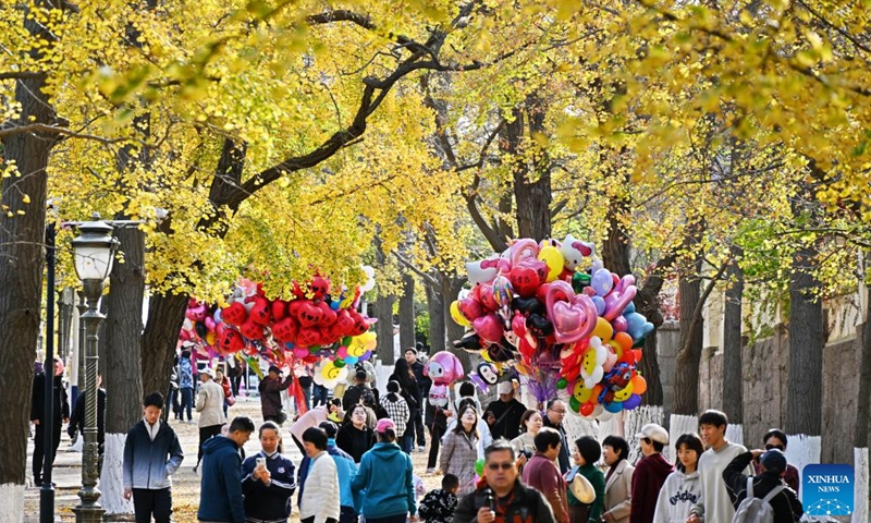 People walk under golden leaves at Badaguan scenic area in Qingdao, east China's Shandong Province, Nov. 17, 2024. (Xinhua/Li Ziheng)