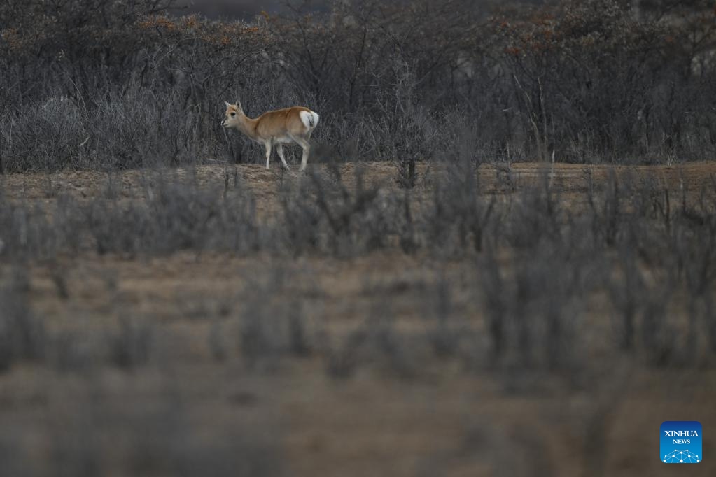 A Przewalski's gazelle is seen on the grassland in Ha'ergai Township of Gangcha County of Haibei Tibetan Autonomous Prefecture, northwest China's Qinghai Province, Nov. 16, 2024. The area surrounding the Qinghai Lake is the only habitat of Przewalski's gazelles, a species under top-level protection in China. With strengthened conservation efforts, the number of Przewalski's gazelle in the Qinghai Lake basin rose from 257 in 2004 to over 3,400. (Xinhua/Zhang Long)