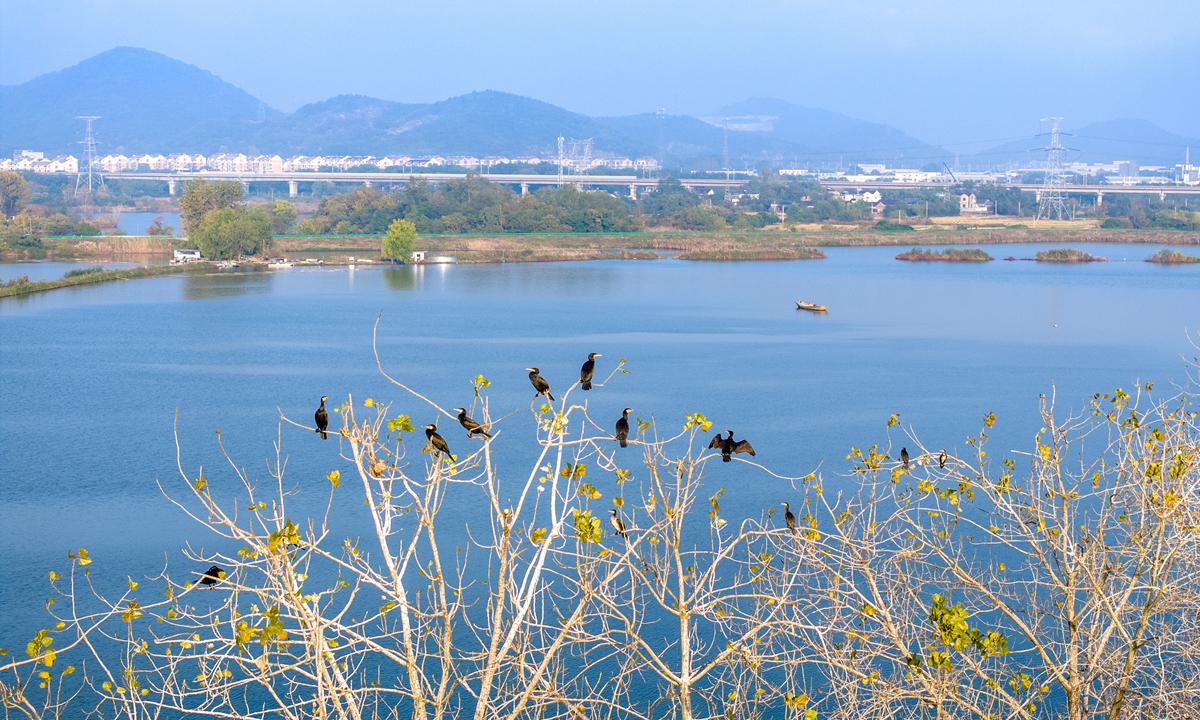 Cormorants and other migratory birds perch at a wetland on November 13, 2024, in Wuhu, East China's Anhui Province. Photo: VCG