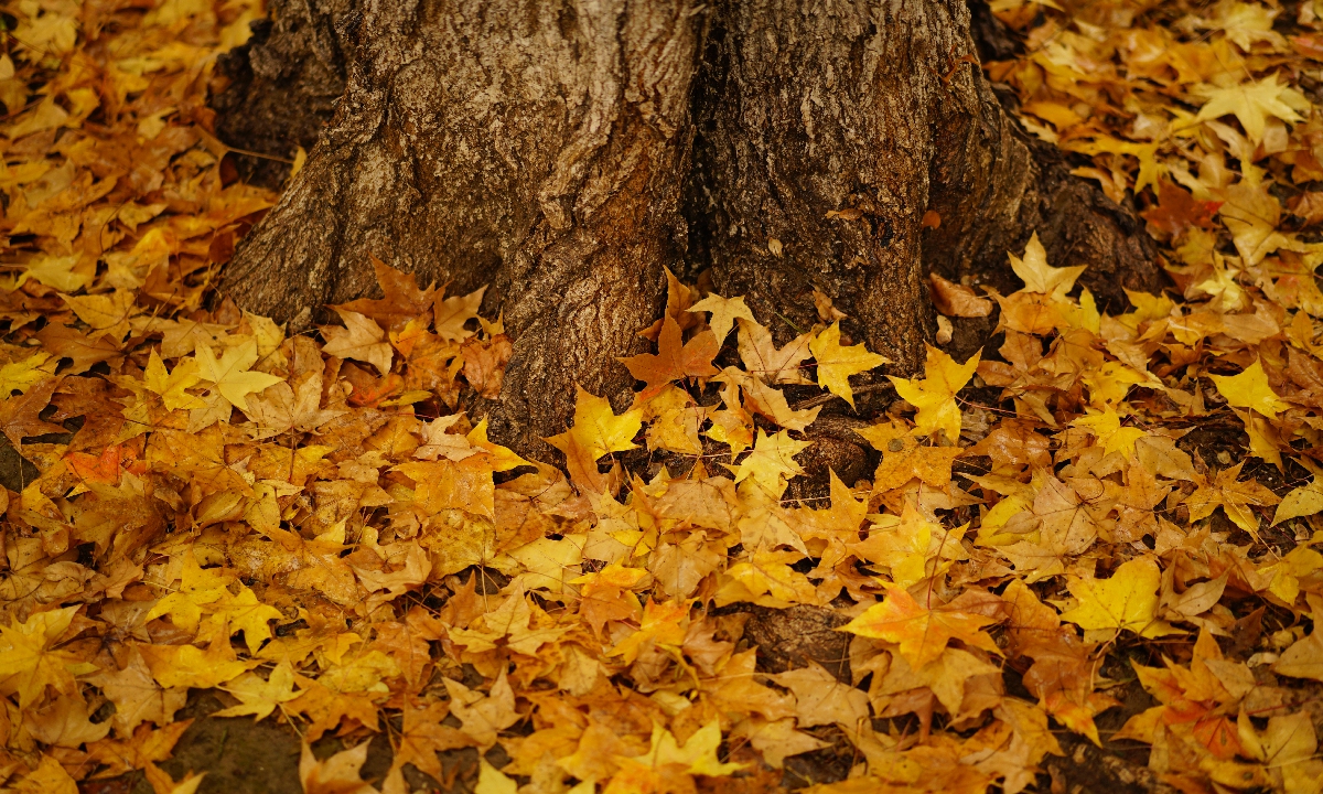 Rain enhances the colors of autumn leaves on November 13, 2024, in Beijing. Photo: VCG