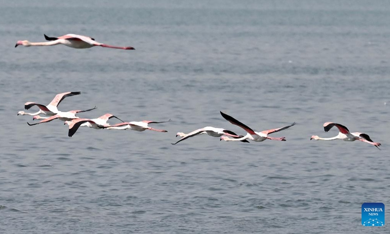 Flamingos are pictured in Kuwait City, Kuwait, Nov. 16, 2024. (Photo by Asad/Xinhua)