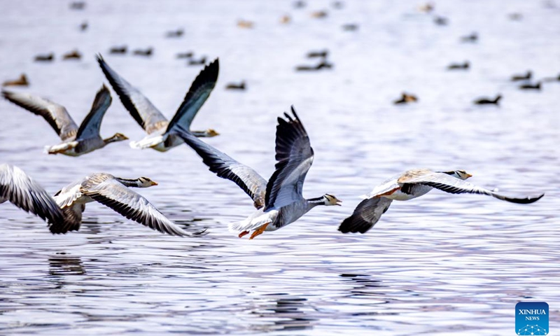 Bar-headed geese fly over the Banggong Co in Rutog County of Ngari Prefecture, southwest China's Xizang Autonomous Region, Nov. 16, 2024. (Xinhua/Jiang Fan)