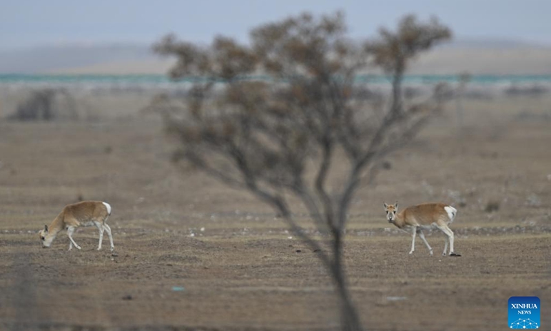 Przewalski's gazelles are seen on the grassland in Ha'ergai Township of Gangcha County of Haibei Tibetan Autonomous Prefecture, northwest China's Qinghai Province, Nov. 16, 2024. The area surrounding the Qinghai Lake is the only habitat of Przewalski's gazelles, a species under top-level protection in China. With strengthened conservation efforts, the number of Przewalski's gazelle in the Qinghai Lake basin rose from 257 in 2004 to over 3,400. (Xinhua/Zhang Long)