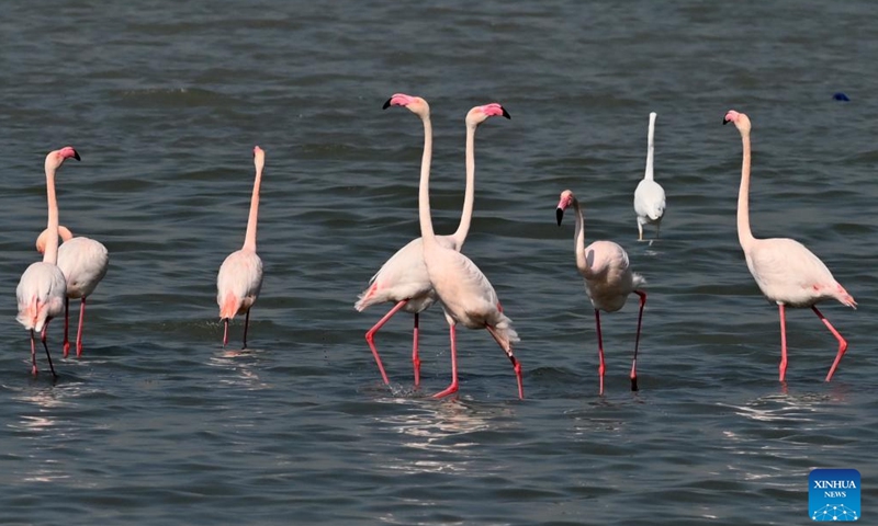 Flamingos are pictured in Kuwait City, Kuwait, Nov. 16, 2024. (Photo by Asad/Xinhua)