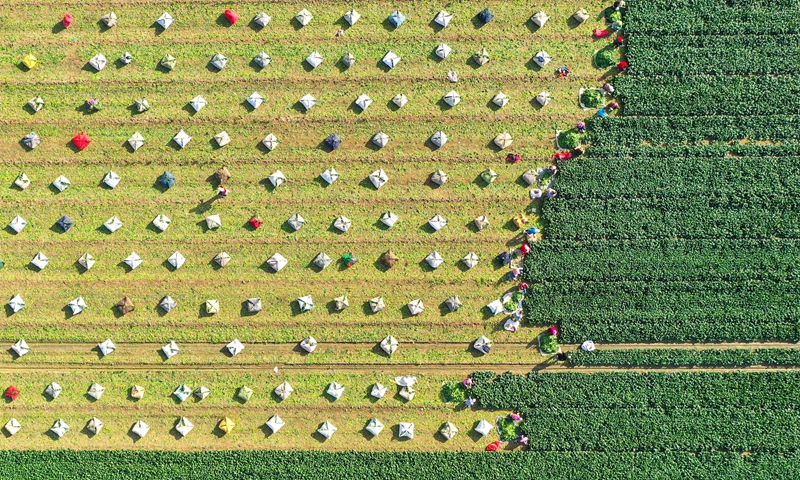 Villagers in East China's Shandong Province harvest and pack spinach for the market on November 28, 2024. Photo: VCG