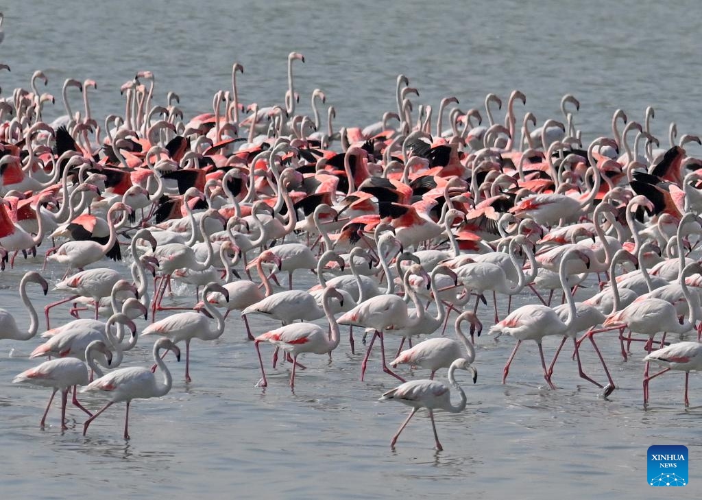 Flamingos are pictured in Kuwait City, Kuwait, Nov. 16, 2024. (Photo by Asad/Xinhua)