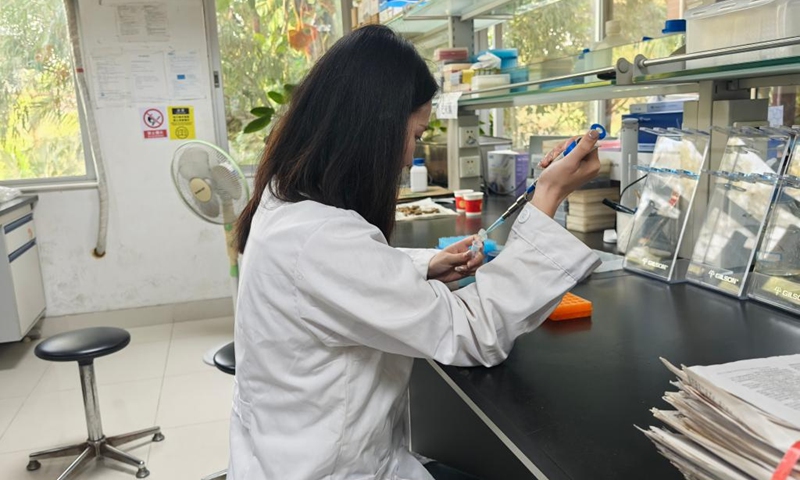 Liu Lu, a PhD researcher of the Chinese Academy of Sciences, conducts a molecular experiment in the laboratory of South China National Botanical Garden of the Chinese Academy of Sciences in Guangzhou, South China' Guangdong Province, on Nov. 11, 2024. (Photo: Xinhua)