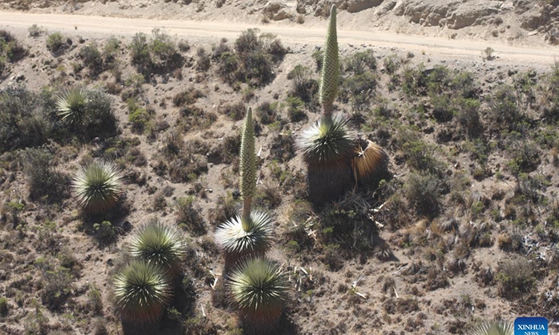 This file photo taken on Nov. 9, 2018 shows Puya raimondii, known as the Queen of the Andes, in Peru. The plant is native to Peru and is regarded as a treasure. (Photo: Xinhua)