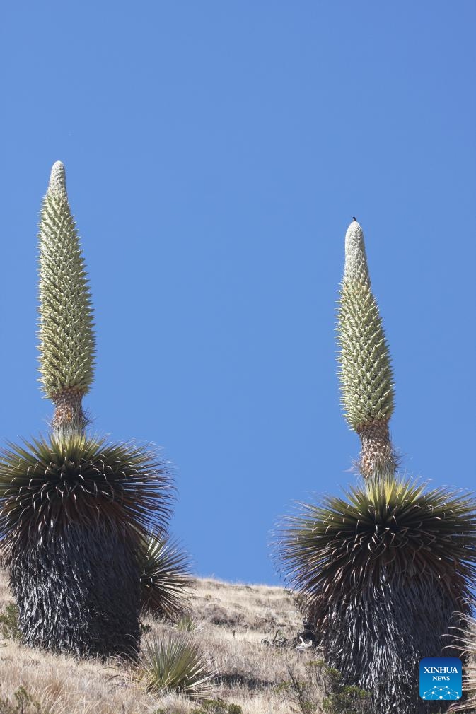 This file photo taken on Nov. 9, 2018 shows Puya raimondii, known as the Queen of the Andes, in Peru. The plant is native to Peru and is regarded as a treasure. (Photo: Xinhua)