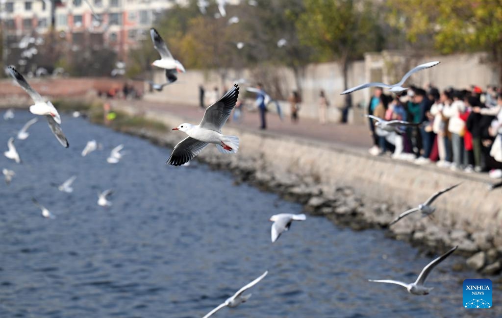 People view seagulls by the Haihe River in north China's Tianjin Municipality, Nov. 19, 2024. Thousands of seagulls have recently flocked to an obsolete dock by the Haihe River, turning it into a tourist attraction. (Photo: Xinhua)