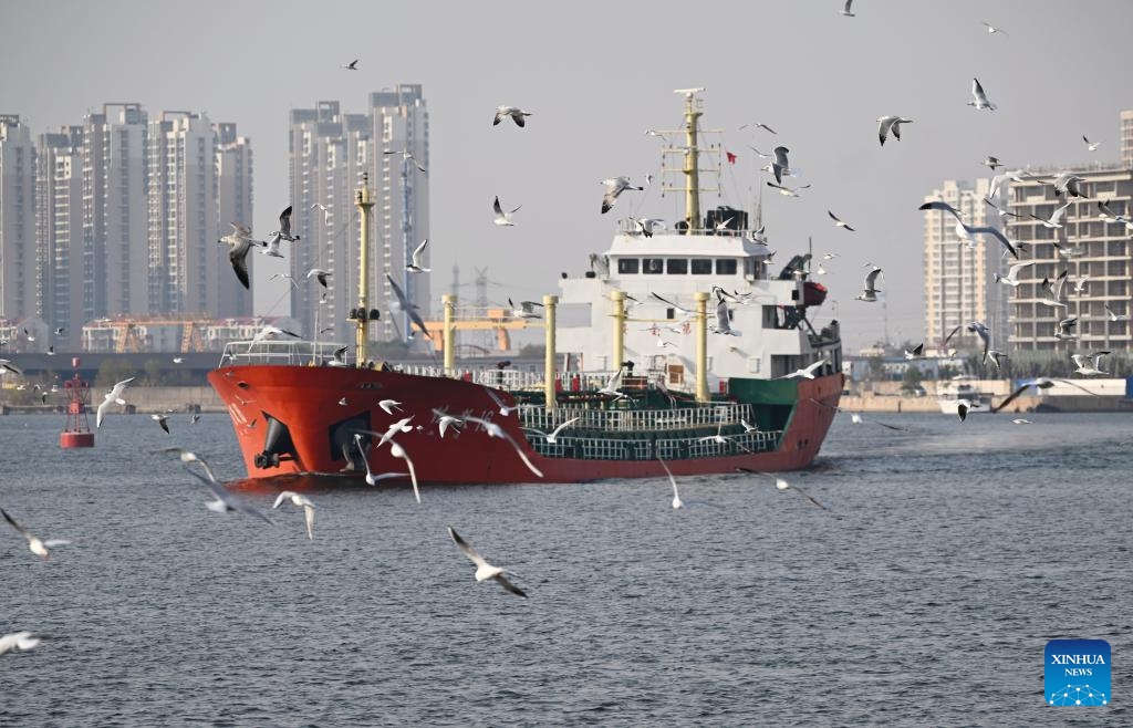 Seagulls fly above the Haihe River in north China's Tianjin Municipality, Nov. 19, 2024. Thousands of seagulls have recently flocked to an obsolete dock by the Haihe River, turning it into a tourist attraction. (Photo: Xinhua)