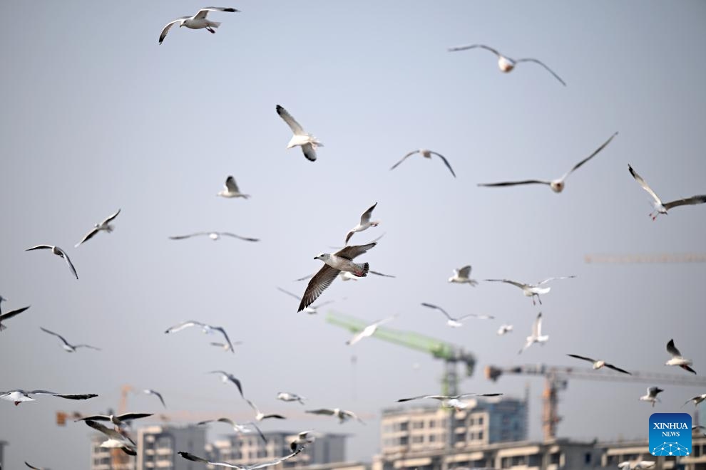 Seagulls fly above the Haihe River in north China's Tianjin Municipality, Nov. 19, 2024. Thousands of seagulls have recently flocked to an obsolete dock by the Haihe River, turning it into a tourist attraction. (Photo: Xinhua)