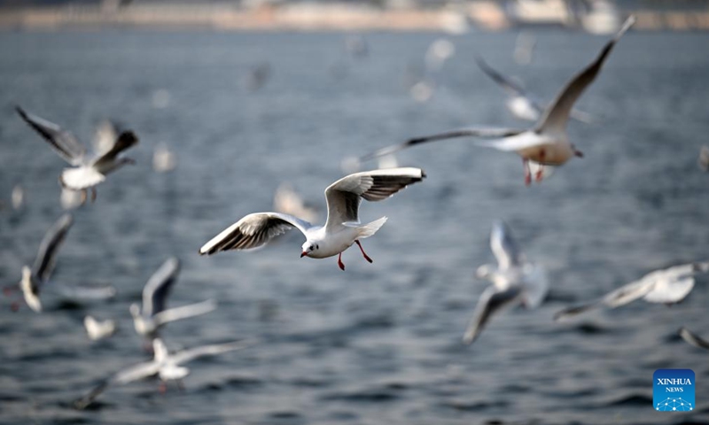 Seagulls fly above the Haihe River in north China's Tianjin Municipality, Nov. 19, 2024. Thousands of seagulls have recently flocked to an obsolete dock by the Haihe River, turning it into a tourist attraction. (Photo: Xinhua)