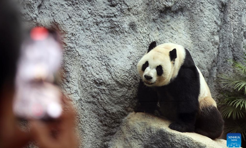 A tourist takes photos of giant panda Jianjian in Macao, south China, Nov. 20, 2024. A pair of giant pandas Kaikai and Xinxin were chosen from Chengdu Research Base of Giant Panda Breeding in southwest China's Sichuan Province as a gift of the central government to Macao Special Administrative Region in 2015. They gave birth to twin brothers Jianjian and Kangkang here in 2016. The panda family is now living a happy and leisured life. (Xinhua/Wang Yiliang)