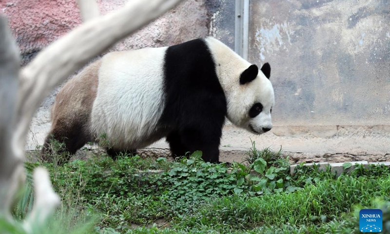 Giant panda Xinxin is pictured in Macao, south China, Nov. 20, 2024. A pair of giant pandas Kaikai and Xinxin were chosen from Chengdu Research Base of Giant Panda Breeding in southwest China's Sichuan Province as a gift of the central government to Macao Special Administrative Region in 2015. They gave birth to twin brothers Jianjian and Kangkang here in 2016. The panda family is now living a happy and leisured life. (Xinhua/Wang Yiliang)