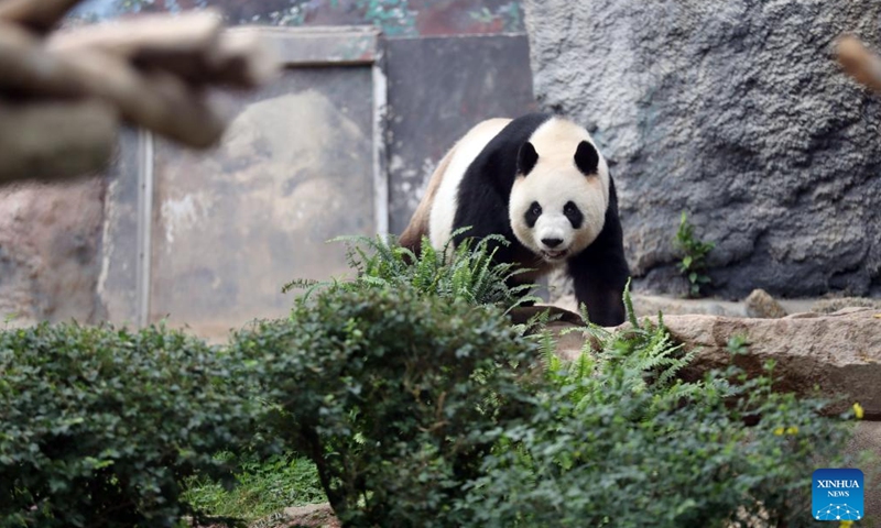 Giant panda Xinxin is pictured in Macao, south China, Nov. 20, 2024. A pair of giant pandas Kaikai and Xinxin were chosen from Chengdu Research Base of Giant Panda Breeding in southwest China's Sichuan Province as a gift of the central government to Macao Special Administrative Region in 2015. They gave birth to twin brothers Jianjian and Kangkang here in 2016. The panda family is now living a happy and leisured life. (Xinhua/Wang Yiliang)