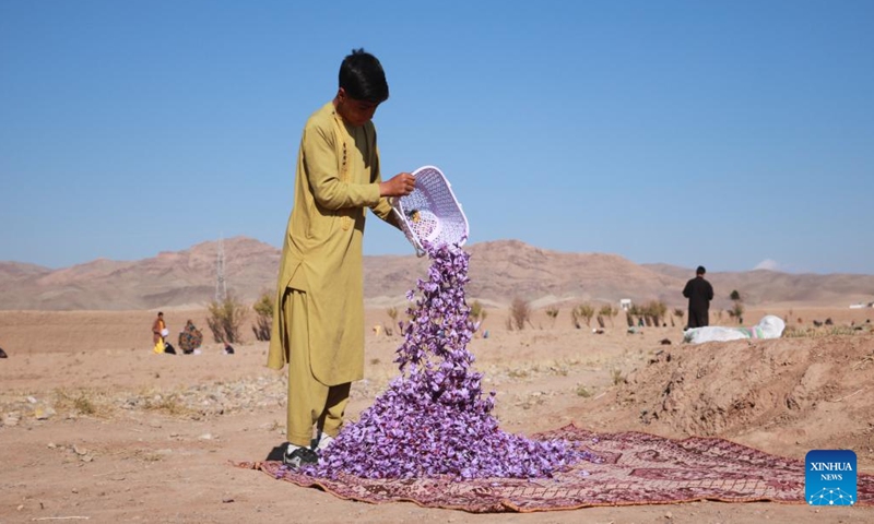 A farmer unloads newly harvested saffron flowers in Herat city, Herat province, west Afghanistan, Nov. 17, 2024. (Photo by Mashal/Xinhua)