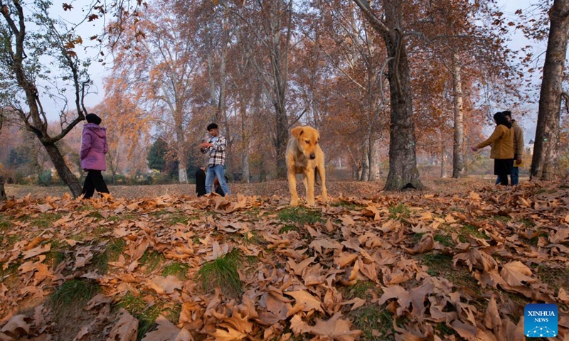 People stroll at Nishat garden in Srinagar city, the summer capital of Indian-controlled Kashmir, Nov. 20, 2024. (Xinhua/Javed Dar)