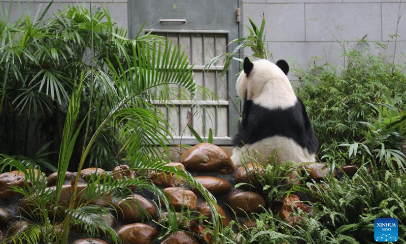 Giant panda Kangkang eats bamboo in Macao, south China, Nov. 20, 2024. A pair of giant pandas Kaikai and Xinxin were chosen from Chengdu Research Base of Giant Panda Breeding in southwest China's Sichuan Province as a gift of the central government to Macao Special Administrative Region in 2015. They gave birth to twin brothers Jianjian and Kangkang here in 2016. The panda family is now living a happy and leisured life. (Xinhua/Wang Yiliang)