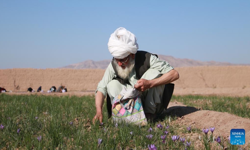 A farmer harvests saffron flowers in Herat city, Herat province, Afghanistan, Nov. 17, 2024. (Photo by Mashal/Xinhua)