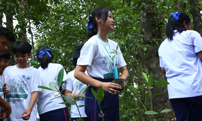 Students plant mangroves during activities on mangrove ecological protection between China and Thailand at Ao Phang-Nga National Park in Phang Nga province, Thailand, Nov. 20, 2024. (Photo: Xinhua)