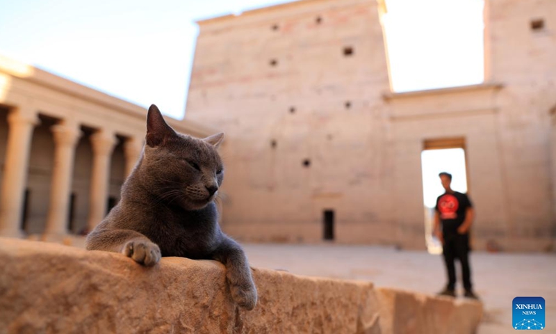 A cat is pictured at the Philae temple complex in Aswan, Egypt, Nov. 22, 2024. (Photo: Xinhua)