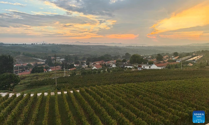 This photo taken on Sept. 19, 2024 shows vineyards in Penglai District of Yantai, east China's Shandong Province. (Xinhua/Shao Kun)