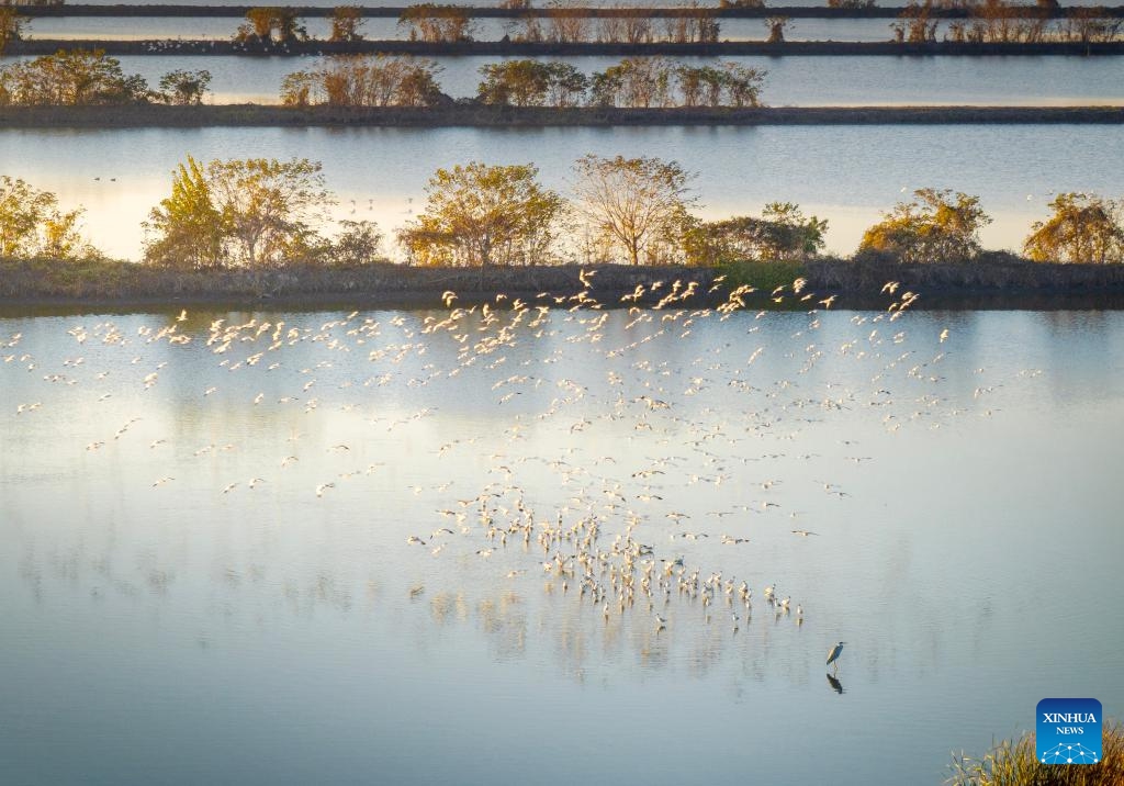 An aerial drone photo taken on Nov. 23, 2024 shows migrant birds at the Lixiahe National Wetland Park in Xinghua City, east China's Jiangsu Province. (Photo by Zhou Shegen/Xinhua)