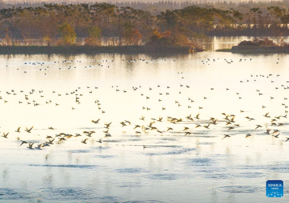 A drone photo taken on Nov. 23, 2024 shows migrant birds at the Lixiahe National Wetland Park in Xinghua City, east China's Jiangsu Province. (Photo by Zhou Shegen/Xinhua)