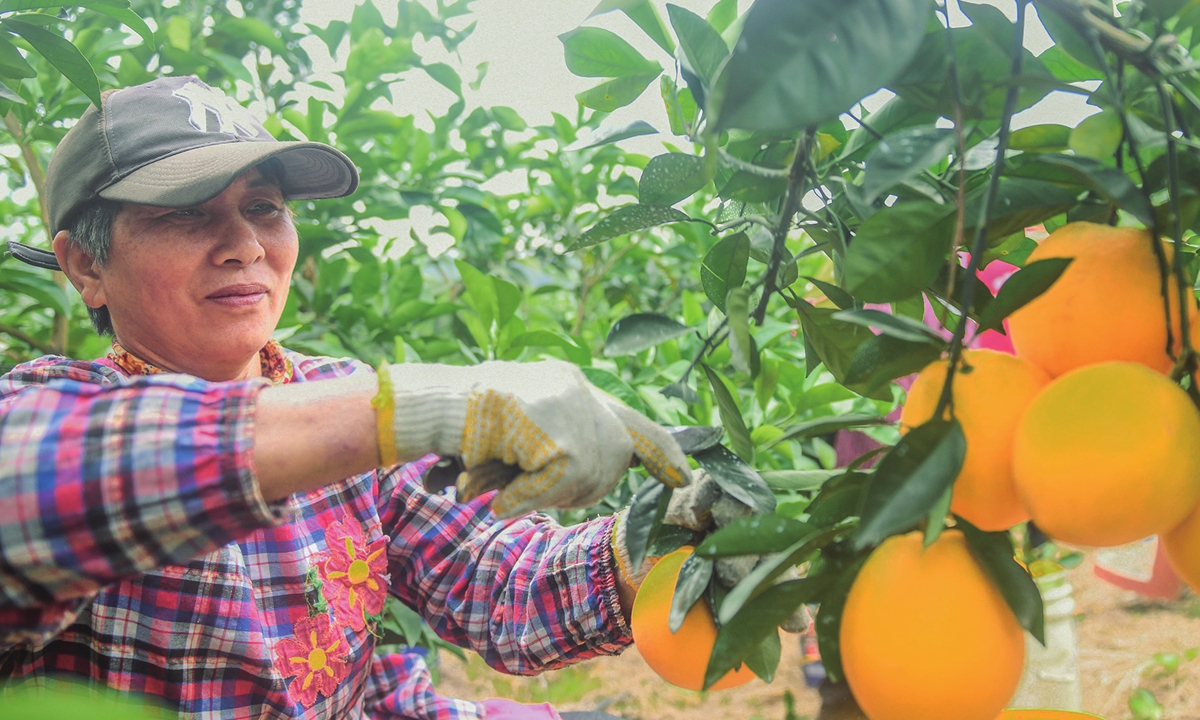 A villager picks navel oranges in a village in Yongzhou City, Central China's Hunan Province on November 24, 2024. China's consumer prices reported a year-on-year increase of 0.3 percent in October as domestic demand continued to improve amid a sustained economic recovery. Photo: VCG