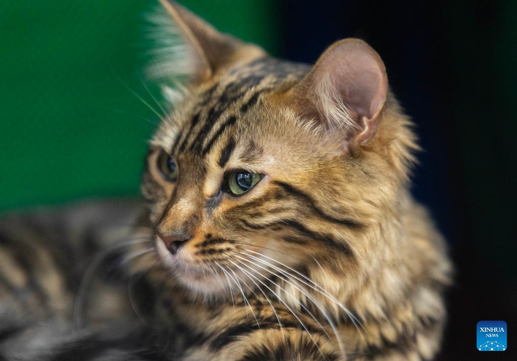 A pet cat is seen at the 2024 Christmas Canadian Pet Expo in Mississauga, Ontario, Canada, on Nov. 23, 2024. (Photo by Zou Zheng/Xinhua)