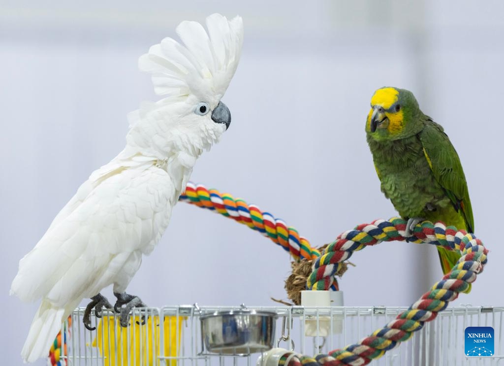 Parrots are pictured at the 2024 Christmas Canadian Pet Expo in Mississauga, Ontario, Canada, on Nov. 23, 2024. (Photo by Zou Zheng/Xinhua)