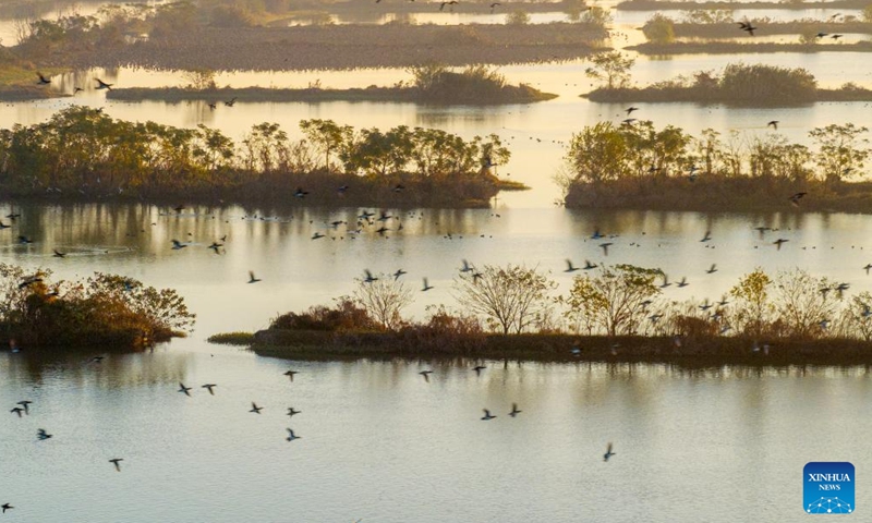 An aerial drone photo taken on Nov. 23, 2024 shows migrant birds at the Lixiahe National Wetland Park in Xinghua City, east China's Jiangsu Province. (Photo by Zhou Shegen/Xinhua)