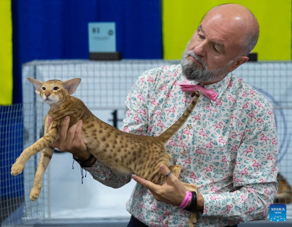 A judge checks a pet cat at the 2024 Christmas Canadian Pet Expo in Mississauga, Ontario, Canada, on Nov. 23, 2024. (Photo by Zou Zheng/Xinhua)