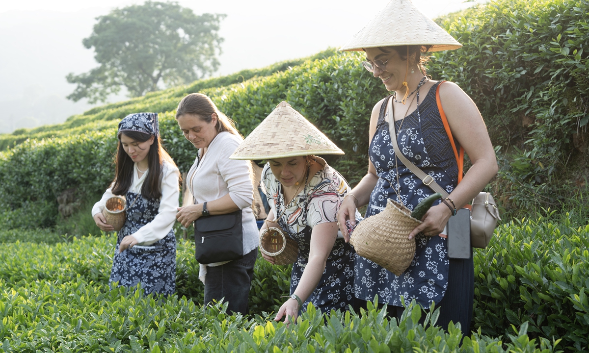 American youth experience tea picking in Meijiawu?village of Hangzhou, capital of East China's Zhejiang Province, on June 15, 2024. Photo: VCG