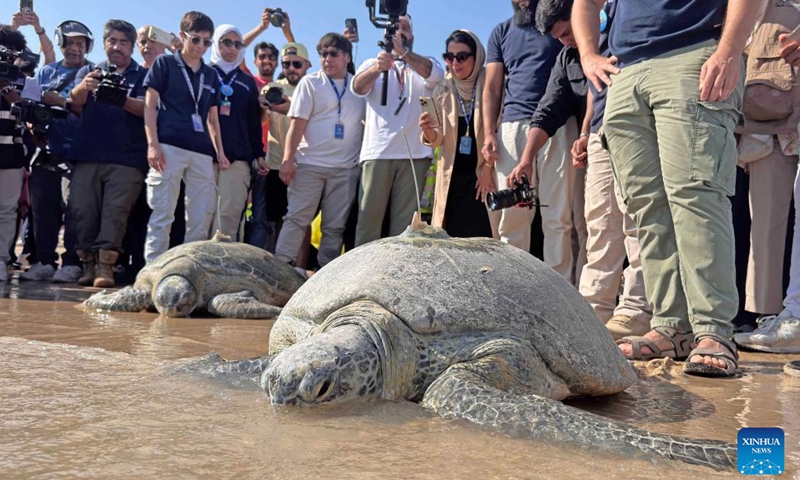 Rescued and rehabilitated sea turtles are released on a beach in Kuwait City, Kuwait, Nov. 23, 2024. (Photo by Asad/Xinhua)