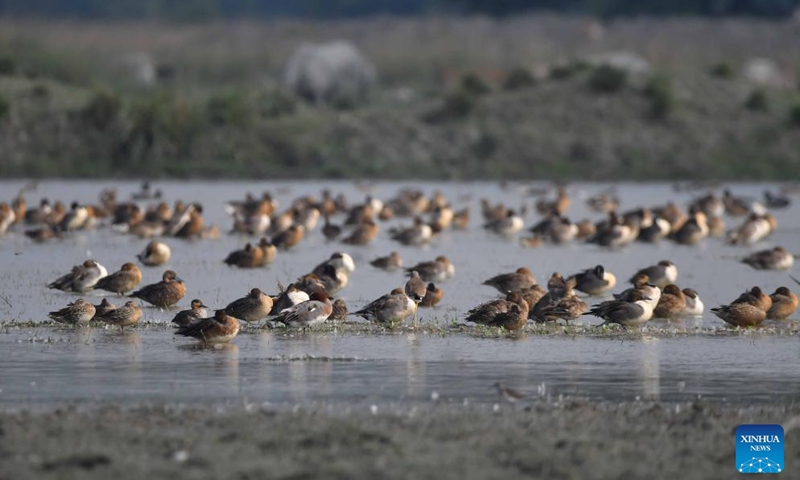 Migratory birds are seen at Pobitora Wildlife Sanctuary in Morigaon district of India's northeastern state of Assam, Nov. 24, 2024. (Str/Xinhua)