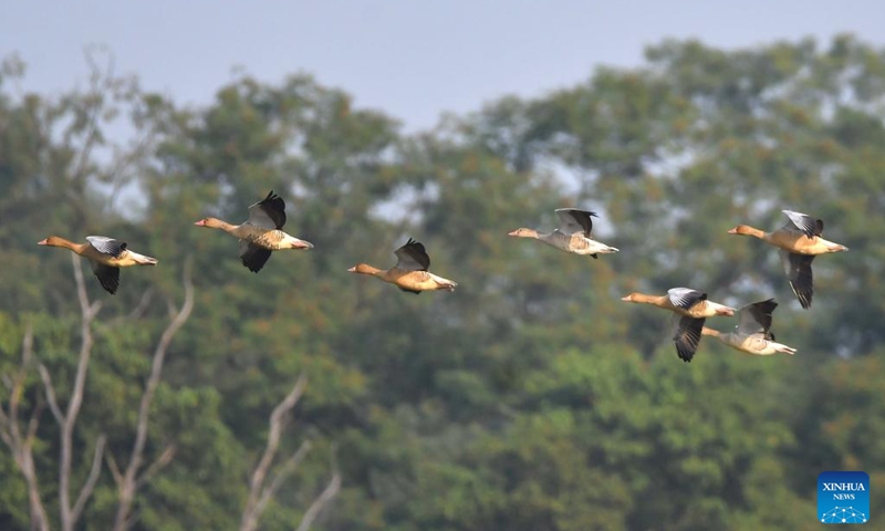 Migratory birds fly over Pobitora Wildlife Sanctuary in Morigaon district of India's northeastern state of Assam, Nov. 24, 2024. (Str/Xinhua)