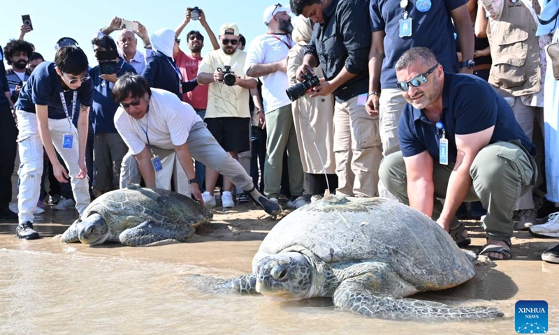 Rescued and rehabilitated sea turtles are released on a beach in Kuwait City, Kuwait, Nov. 23, 2024. (Photo by Asad/Xinhua)