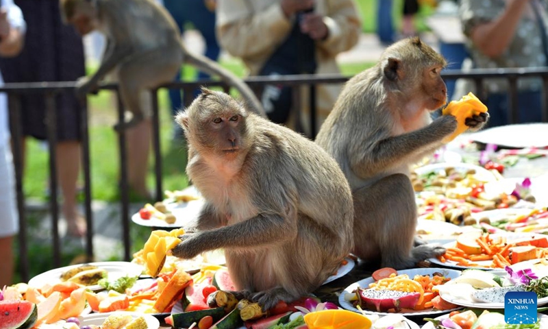 Monkeys eat fruits and vegetables during the feast of the 36th Monkey Party at the Pra Prang Sam Yot temple in the Lopburi city of Lopburi province, Thailand, Nov. 24, 2024. (Xinhua/Rachen Sageamsak)